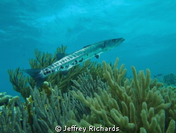 Barracuda on the reef, Bonaire by Jeffrey Richards 